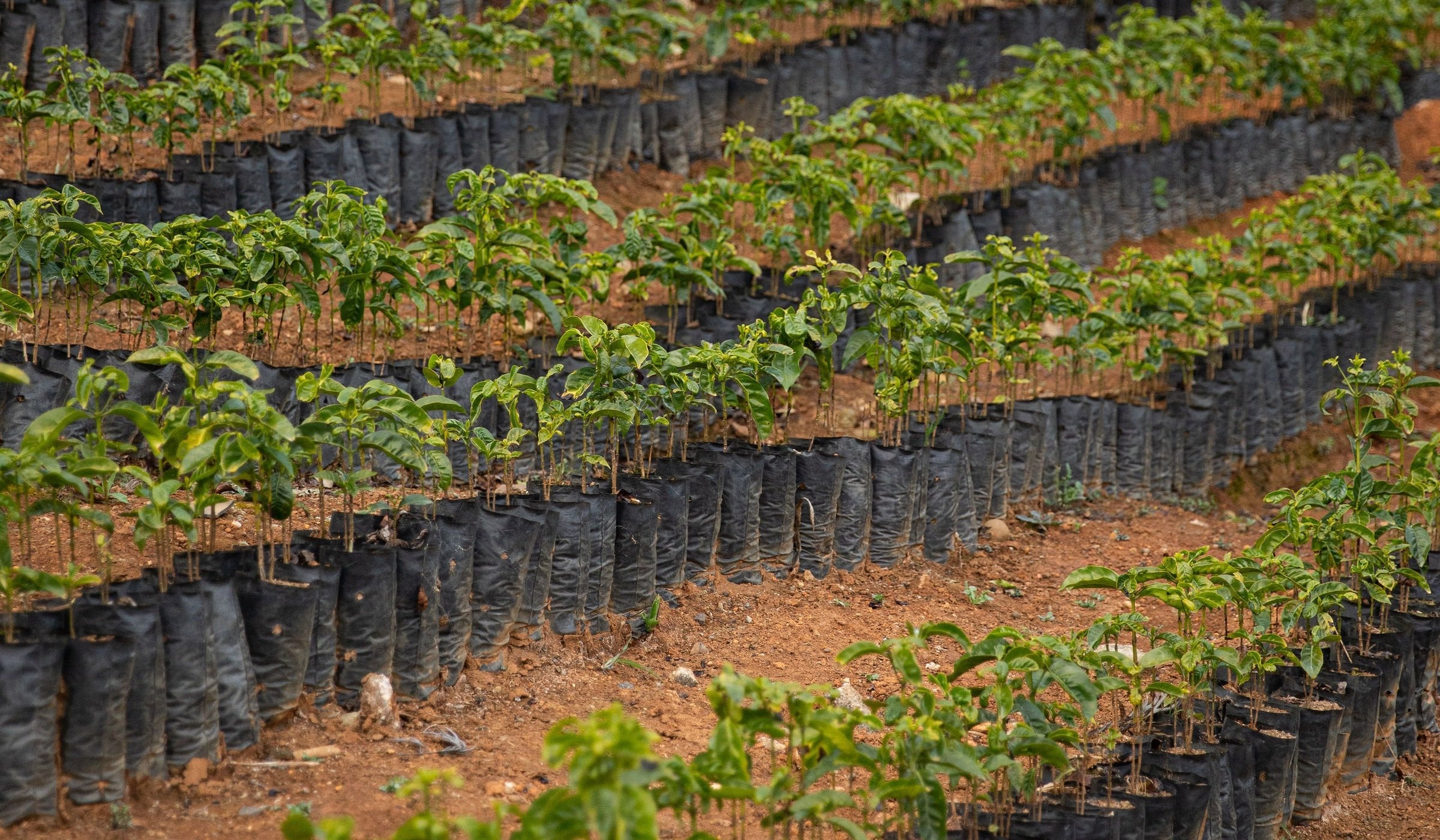 rows of young coffee trees in black containers