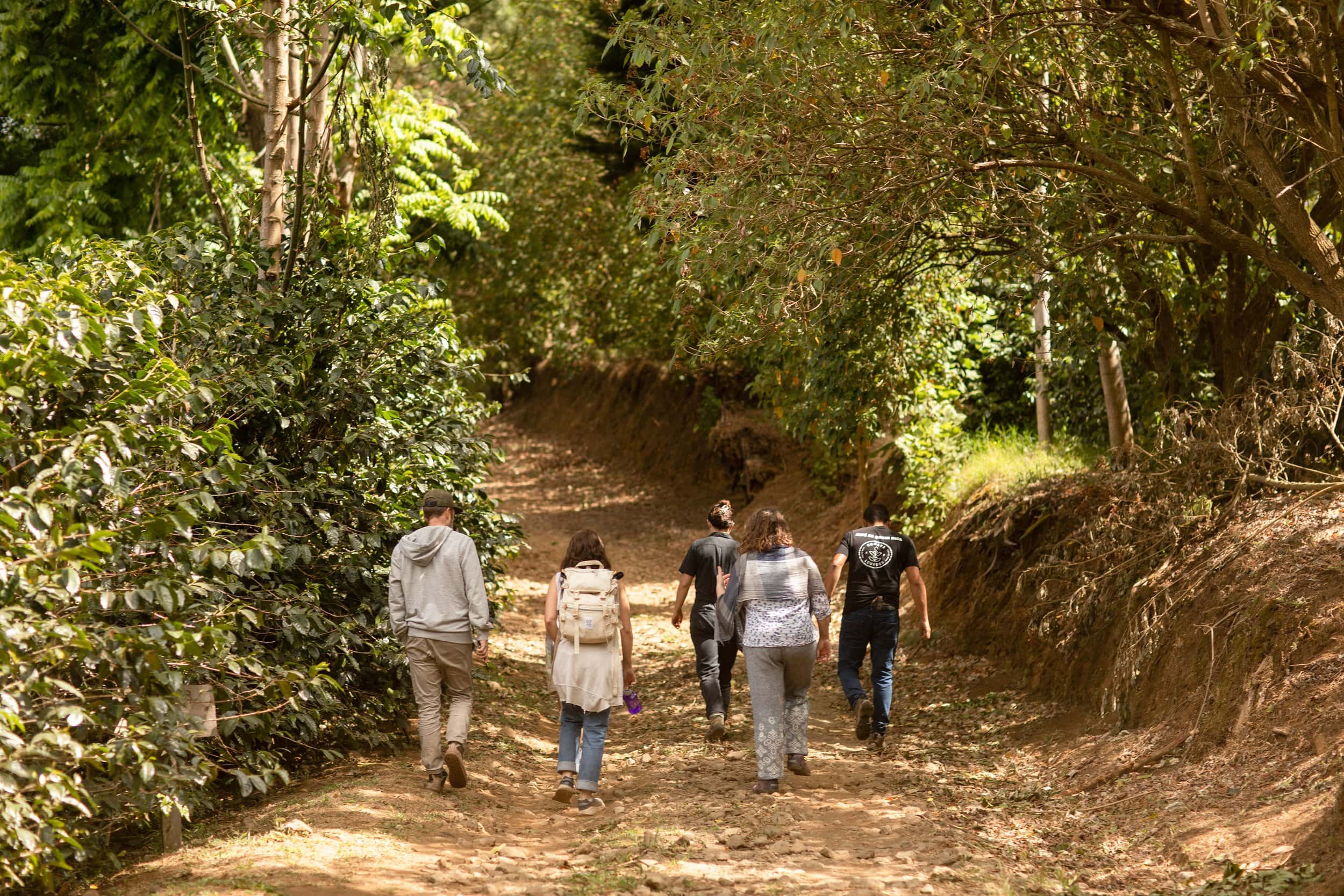 small group of crema employees walking through a coffee farm