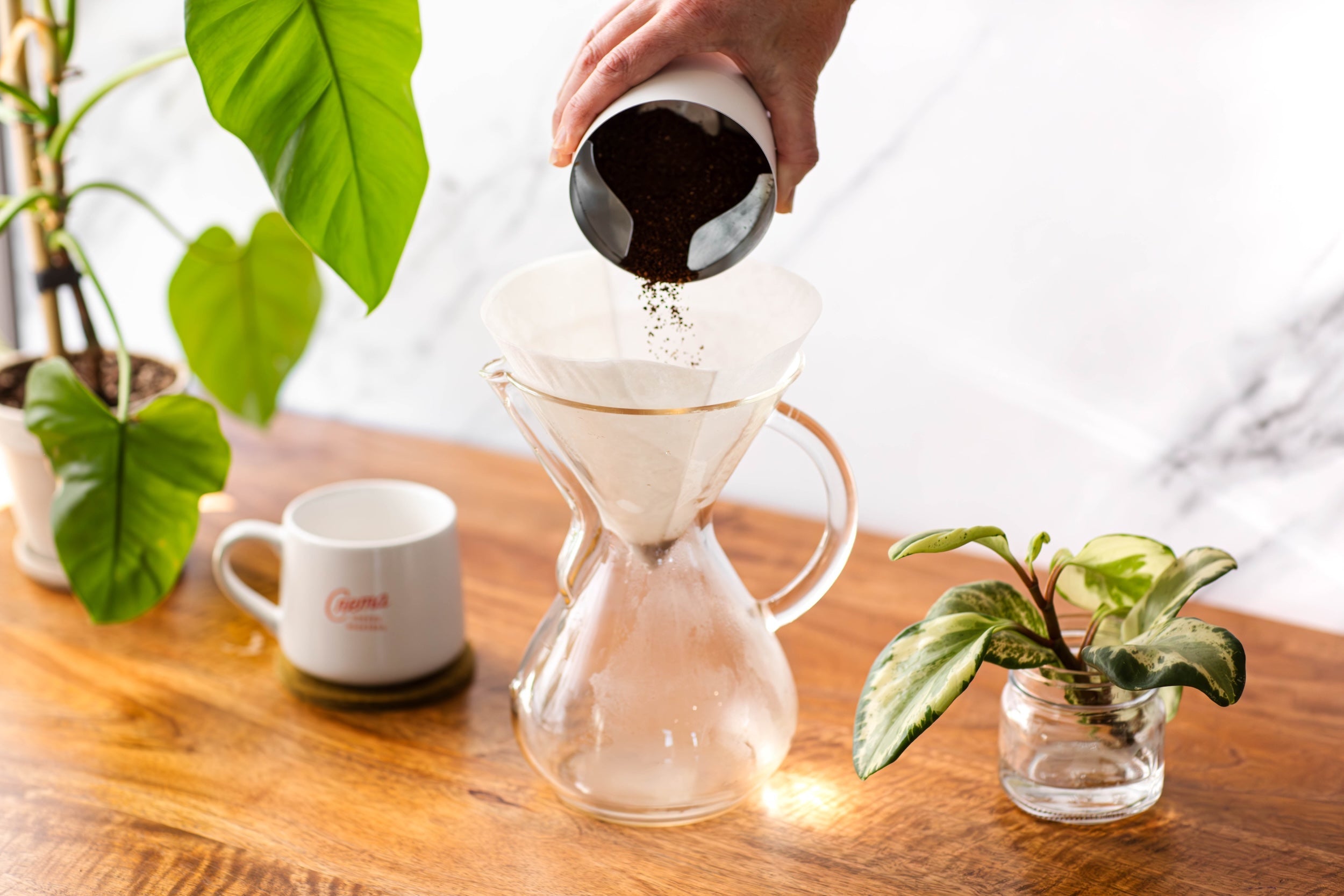 chemex with ground coffee being poured into it surrounded by some greenery