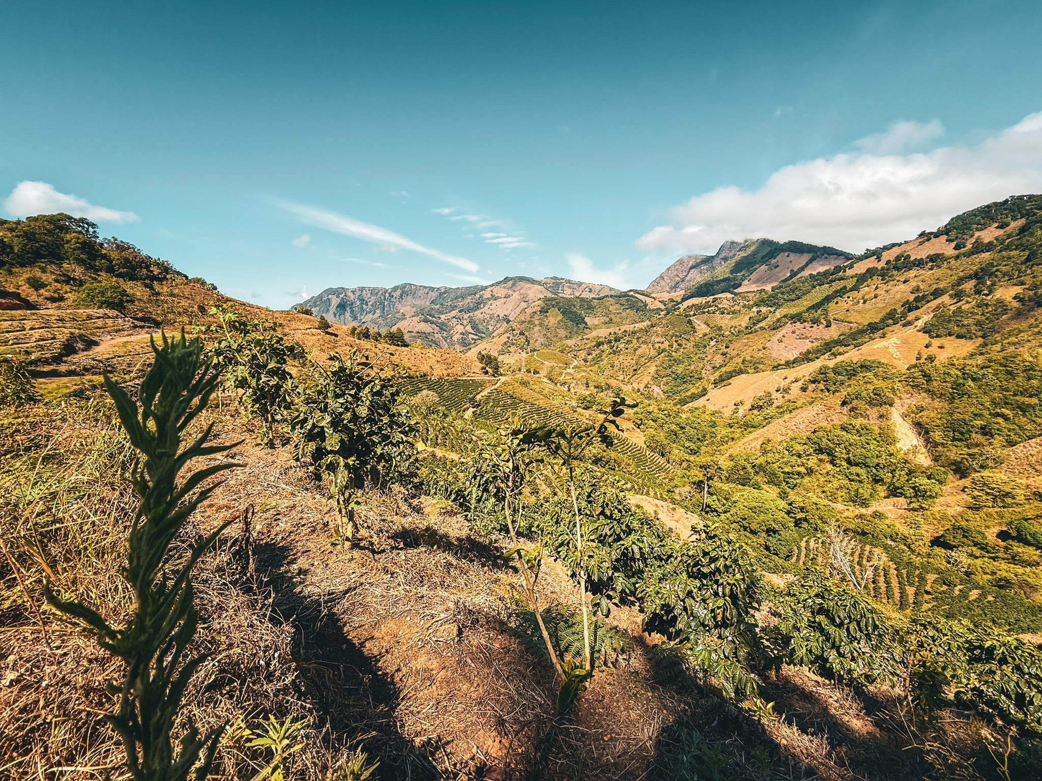 costa rican mountain landscape with coffee trees/farms