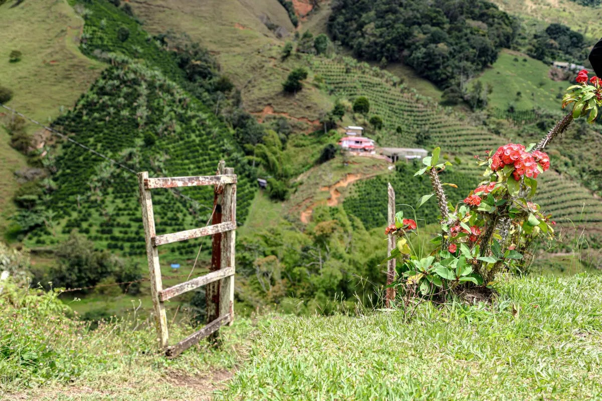 
                  
                    Nectar de Urrao - Colombia
                  
                
