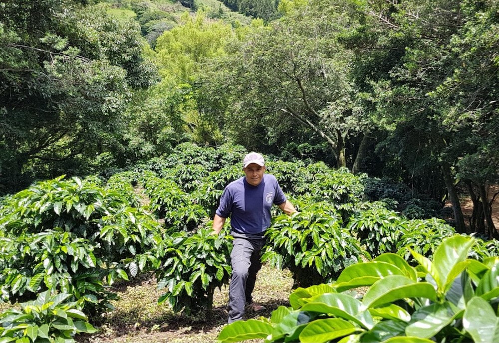 
                  
                    Sumava - Costa Rica
                  
                